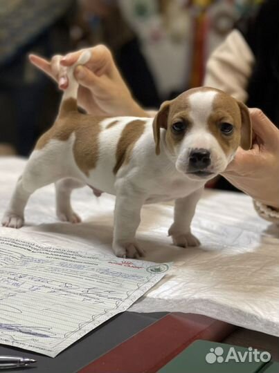 Щенки джек рассел терьер