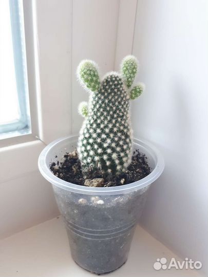 Кактусы опунция и мамилярия