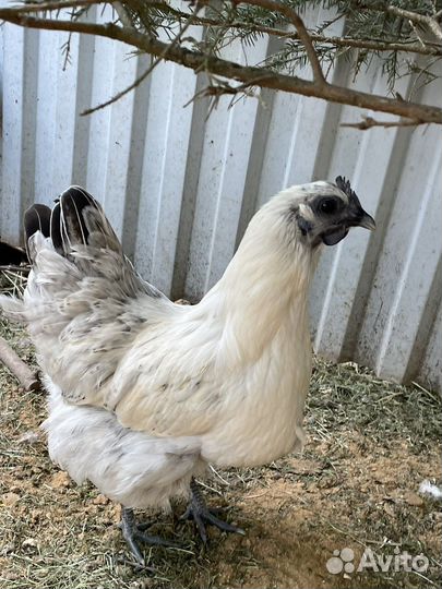 Инкубационное яйцо лакеданзи