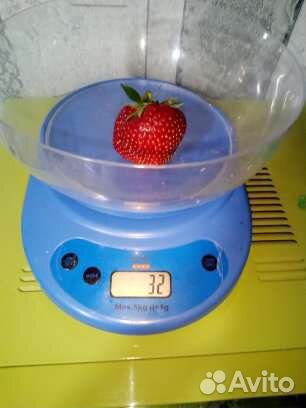 Клубника саженцы ремонтантная и обычная