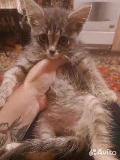 Кошечка в добрые руки