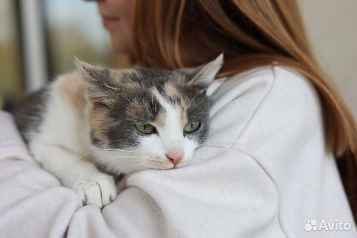 Ласковая кошечка в дар