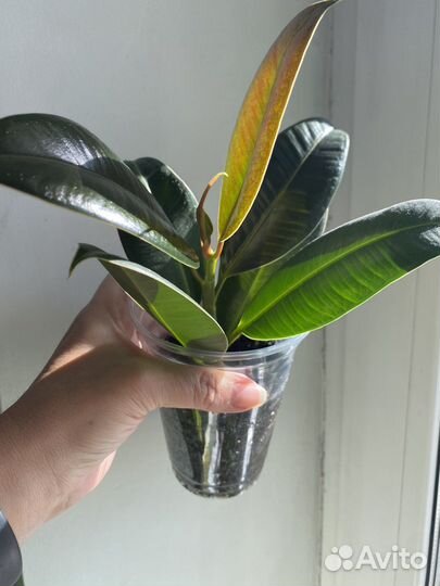 Фикус Мелани