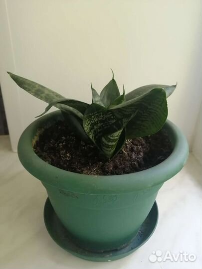 Сансевиерия