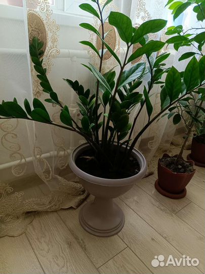 Продам цветы комнатные