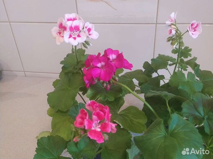 Герань пеларгония всегда цветущая
