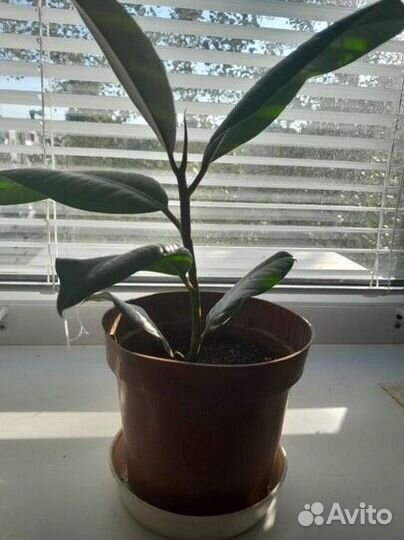 Фикус каучуконосный