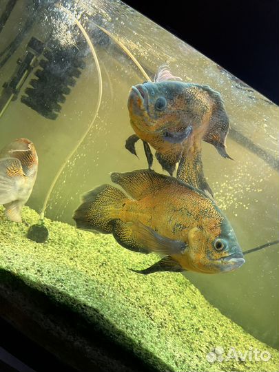 Аквариум с рыбами juwel vision 180л с тумбой