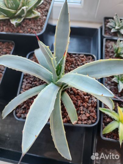 Агавы разные 2