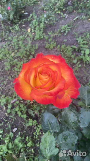 Кустовые розы