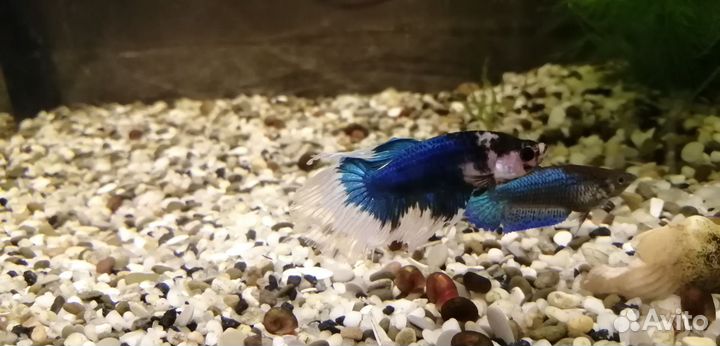Рыбка петушок самец