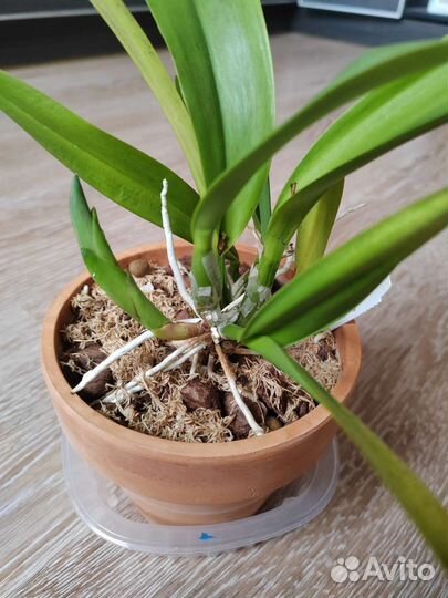 Орхидеи каттлеи