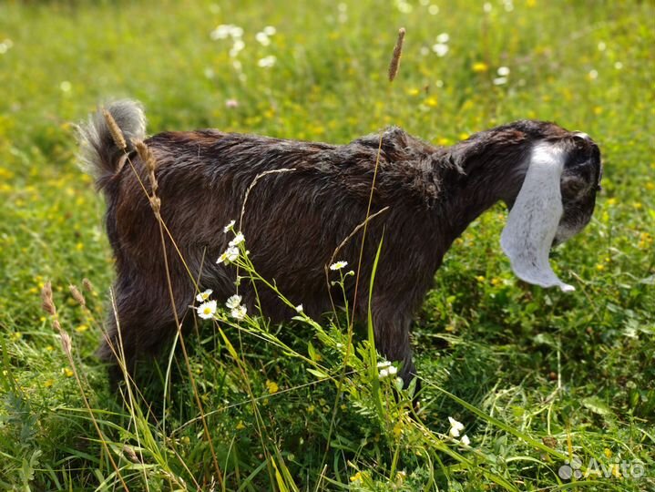 Шами козлята, козочки, козы