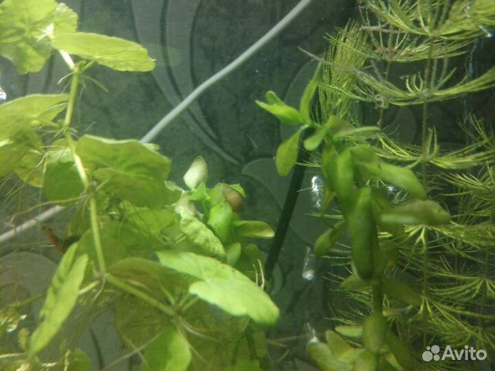 Улитки аквариумные ампулярии