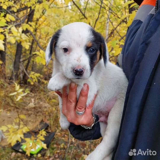 Щенки мальчики в дар