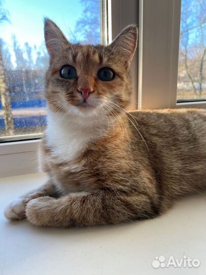 Кошка в добрые руки