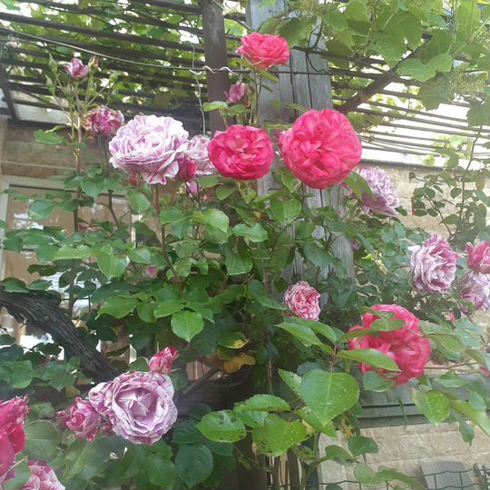 Квартира-студия, 37 м², 1/2 эт.