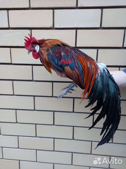 Цыплята Шамо