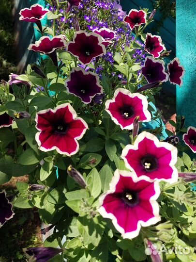 Вегетативная петуния 