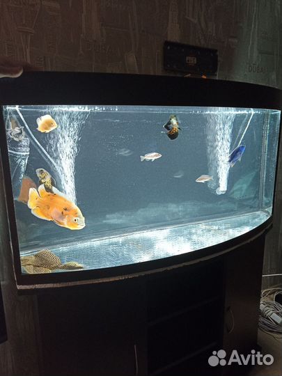 Аквариум
