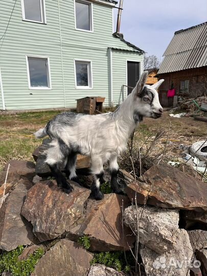 Козлик и козочка