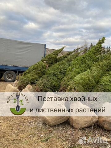 Саженыы ель обыкновенная береза сосна оптом