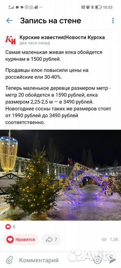 Сосна новогодняя оптом и в розницу