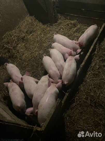 Поросята
