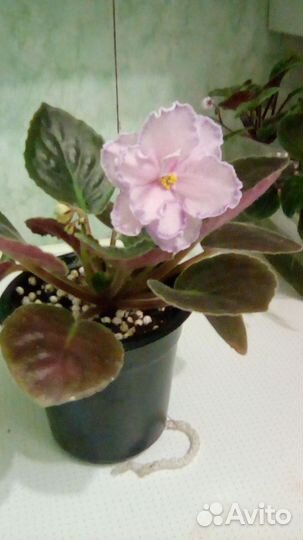 Цветущая Фиалка