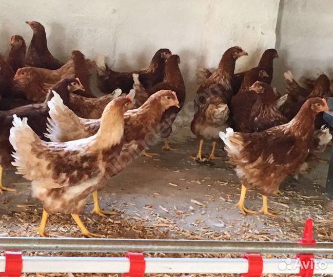 Молодняк Несушек Ломан Браун Гарантия Возраста