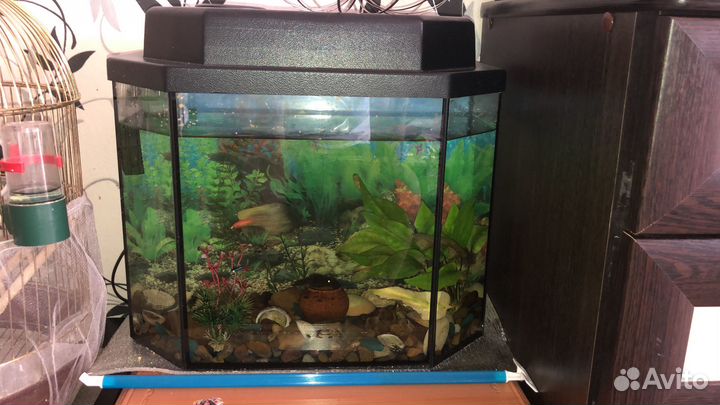 Аквариум