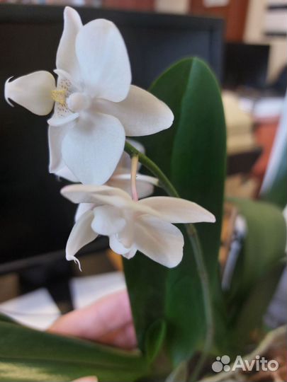 Дендробиум фаленопсис
