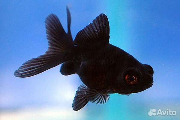 Аквариумные рыбки