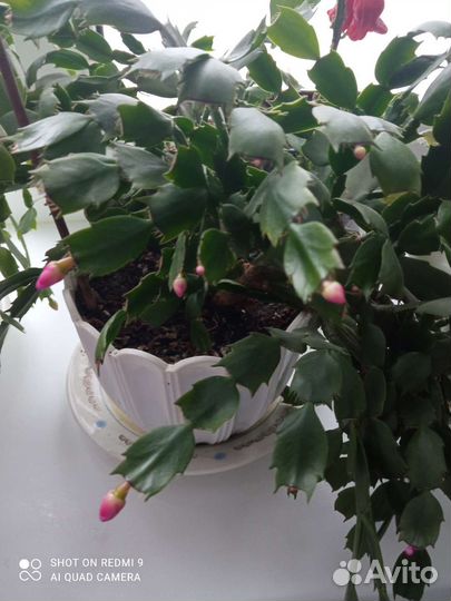 Цветок декабрист