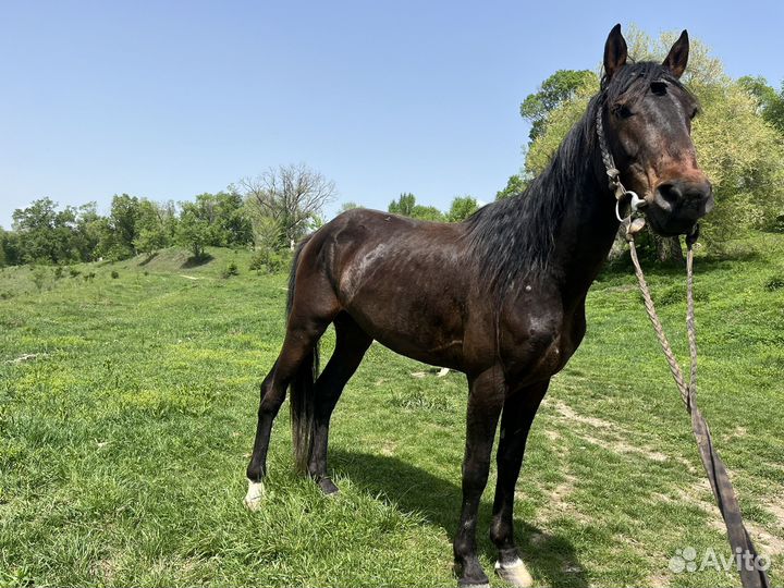 Карачаевский жеребец