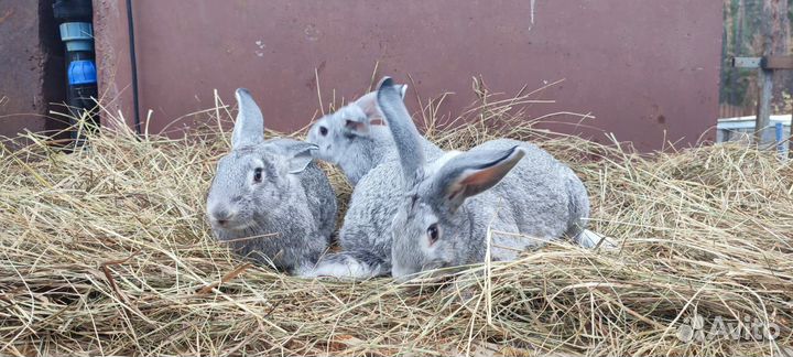 Советская шиншилла