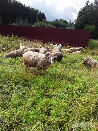 Овцы бараны