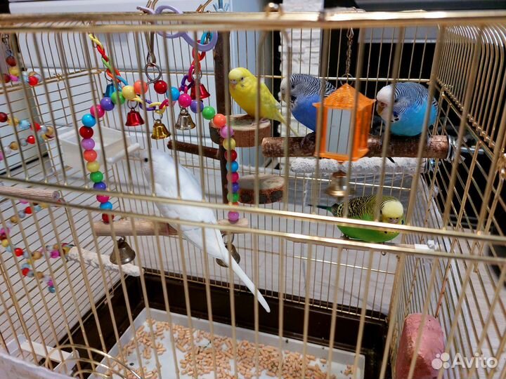 Волнистый Попугай