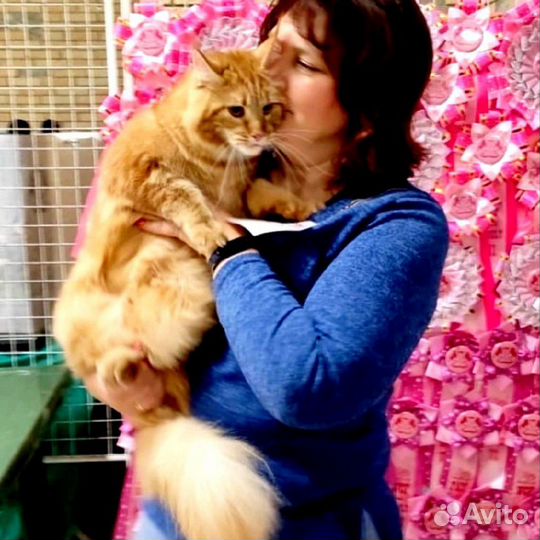 Зоопсихолог для кошек, коррекция плохого поведения