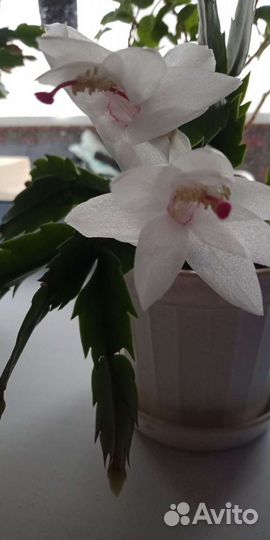 Декабрист шлюмбергера,рипсадопсис