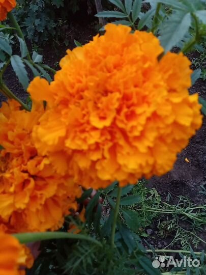 Рассада бархатцев