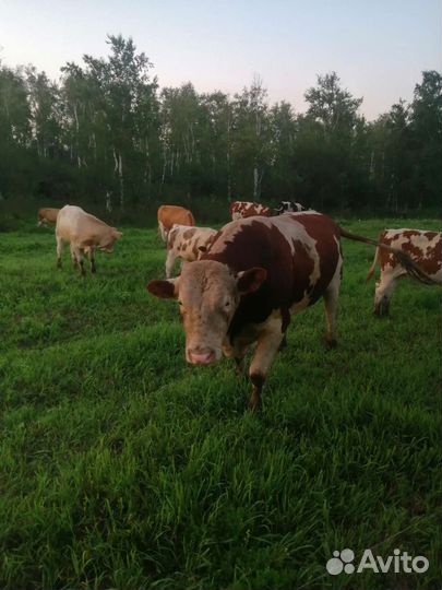 Быки герефорд