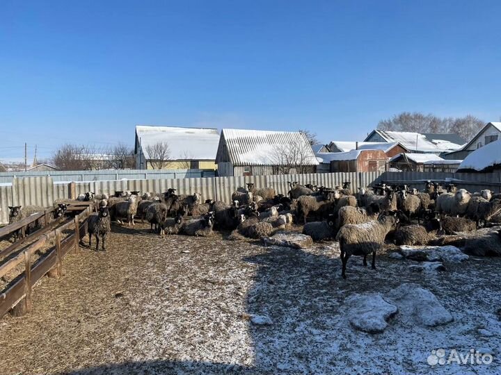 Продаются бараны