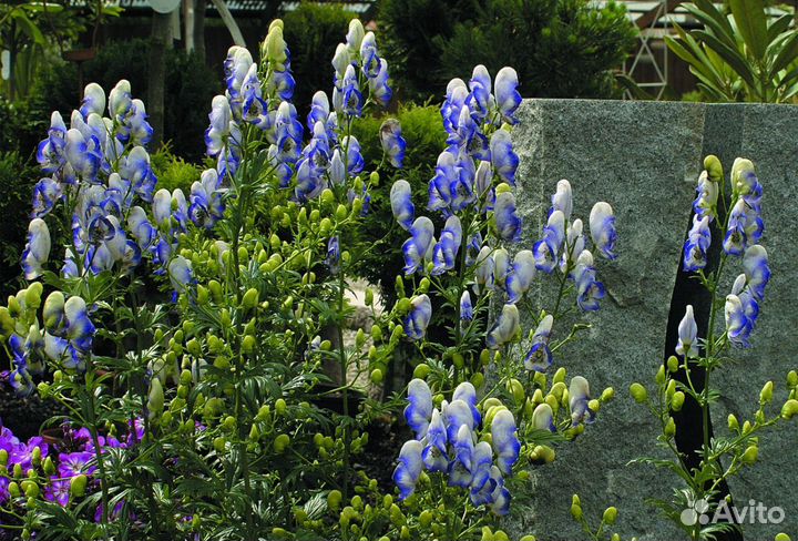 Цветы для сада