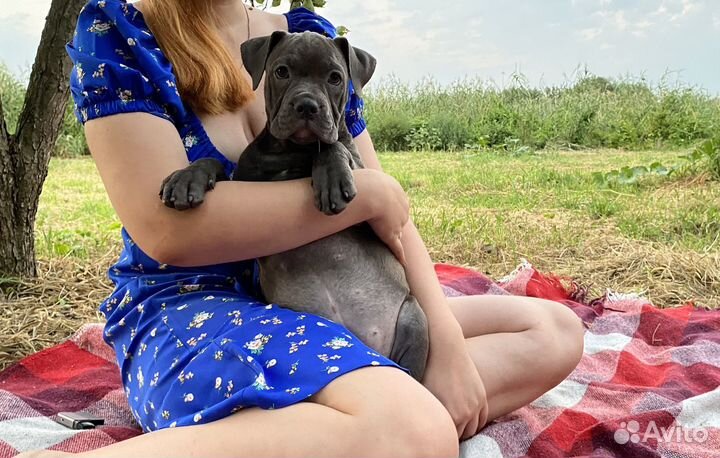 Американский булли