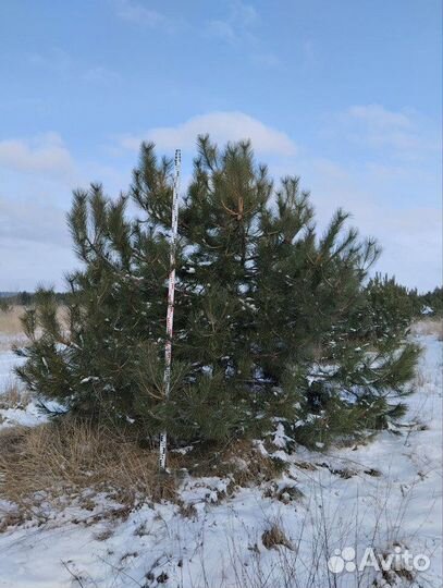 Саженцы Сосна крымская extra