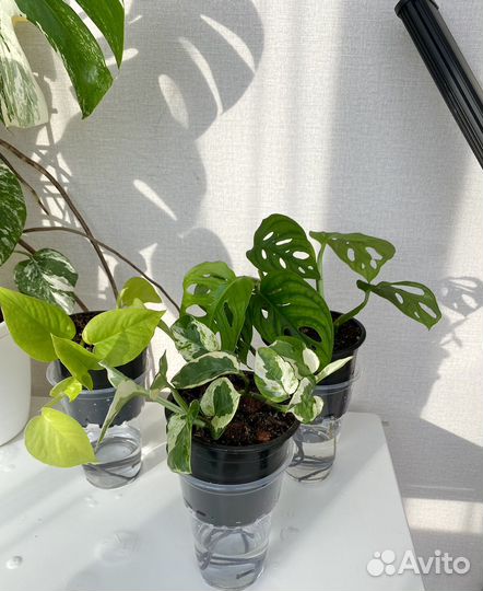 Монстера манки, сциндаптус неон, эпипренум энджой