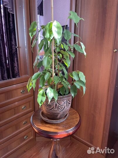 Фикус Бенджамина Регидан