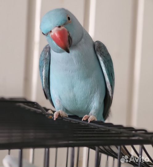 Ожереловый попугай самец