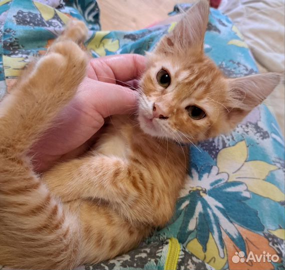 Поджаристый коржик